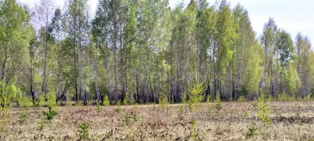 Участок в Тюменская область, Тюменский район, с. Кулига  (10.3 сот.) - Фото 0