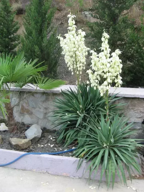 Комната Крым, Алушта муниципальный округ, Партенит пгт ул. Приозерная - Фото 1