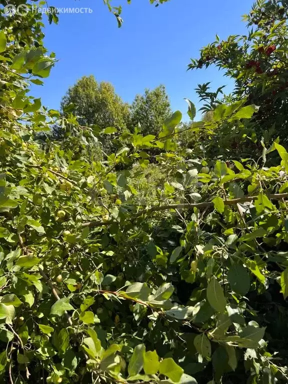 Участок в Наумовский сельсовет, СНТ Зелёный Затон (5.8 м) - Фото 2