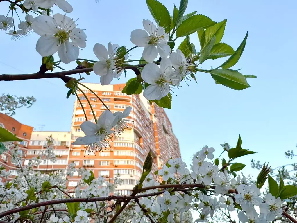 5-к кв. Москва Жулебинский бул., 5 (155.0 м) - Фото 0