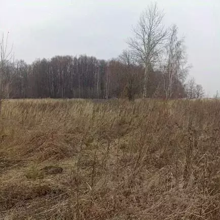 Участок в Московская область, Луховицы муниципальный округ, д. ... - Фото 1