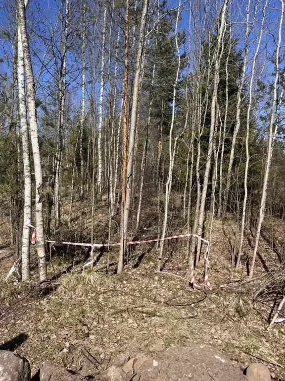 Участок в Ленинградская область, Всеволожское городское поселение, ... - Фото 1