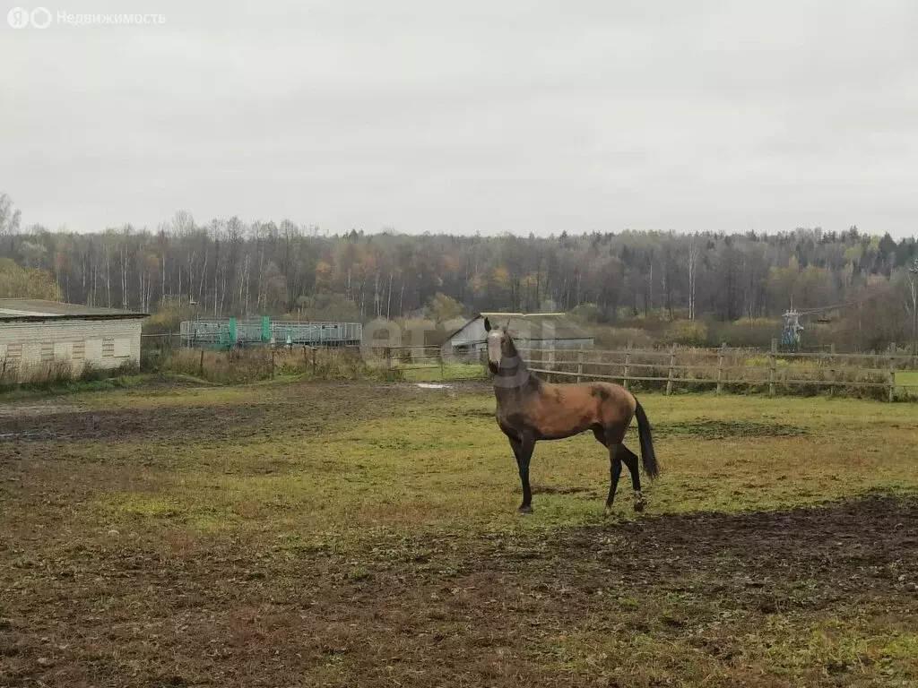 Дом в Владимирская область, городской округ Покров, деревня Крюки, ... - Фото 1