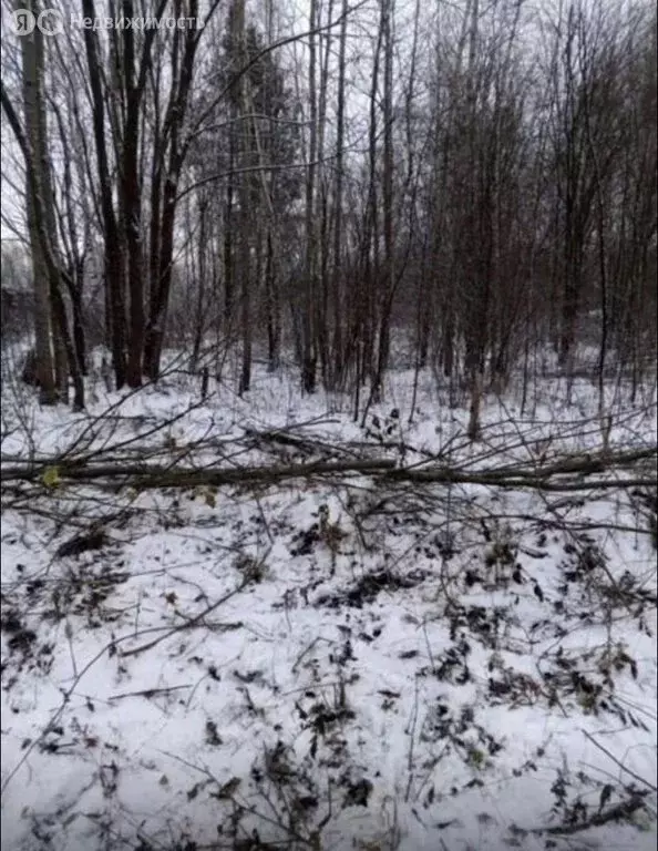 Участок в Ярославский муниципальный округ, деревня Липовицы (20 м) - Фото 1