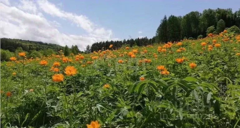 Участок в Алтайский край, Чарышский район, с. Чарышское  (1600.0 сот.) - Фото 1