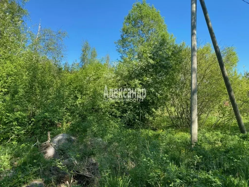 Участок в Ленинградская область, Приозерский район, Плодовское с/пос, ... - Фото 2