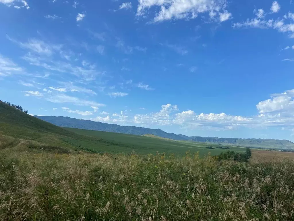 Участок в Алтайский край, Смоленский район, с. Новотырышкино  (500.0 ... - Фото 1