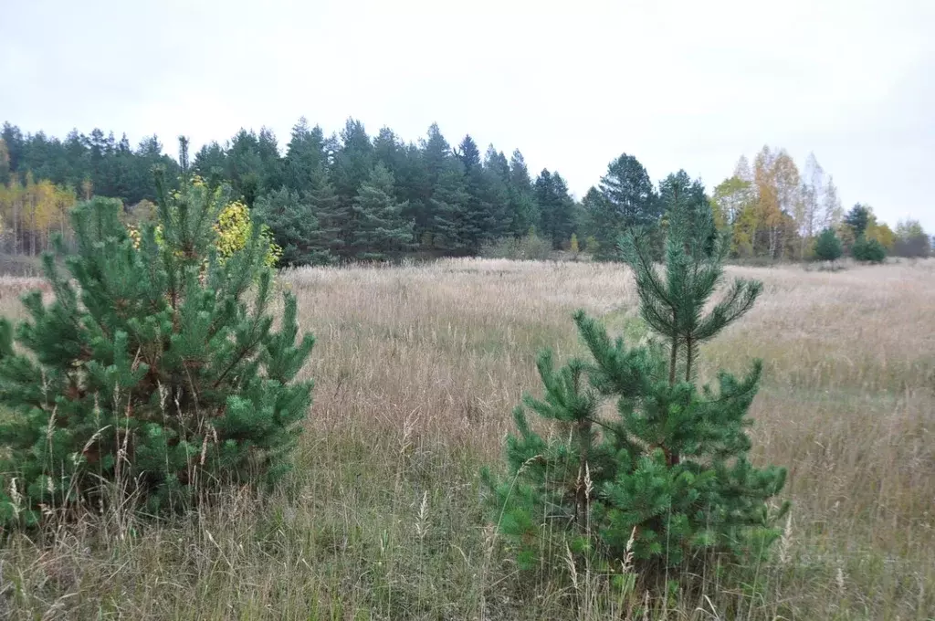 Участок в Псковская область, Палкинский район, Качановская волость, д. ... - Фото 2