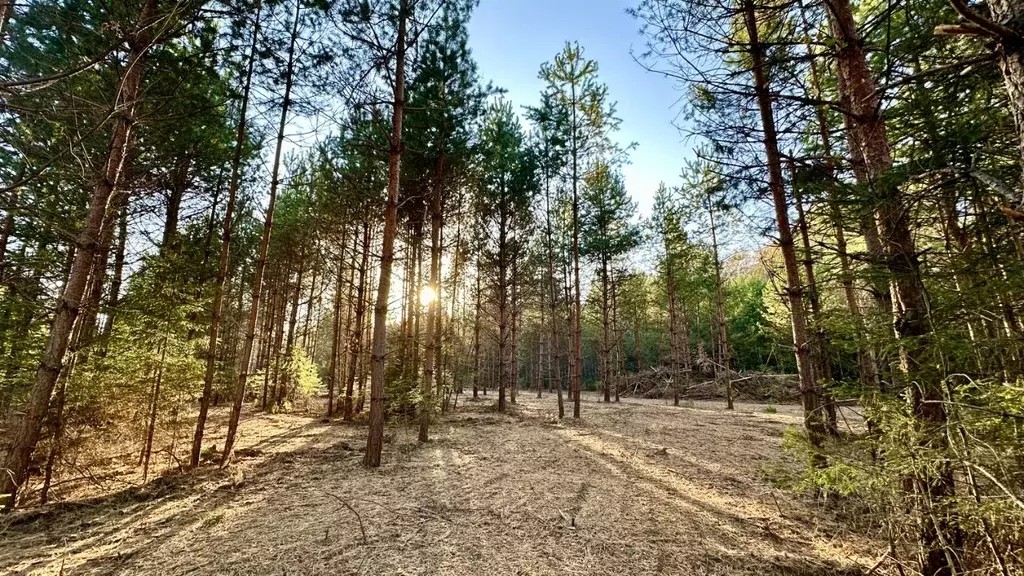 Участок в Московская область, Ступино городской округ, Сосны Лайф кп  ... - Фото 1