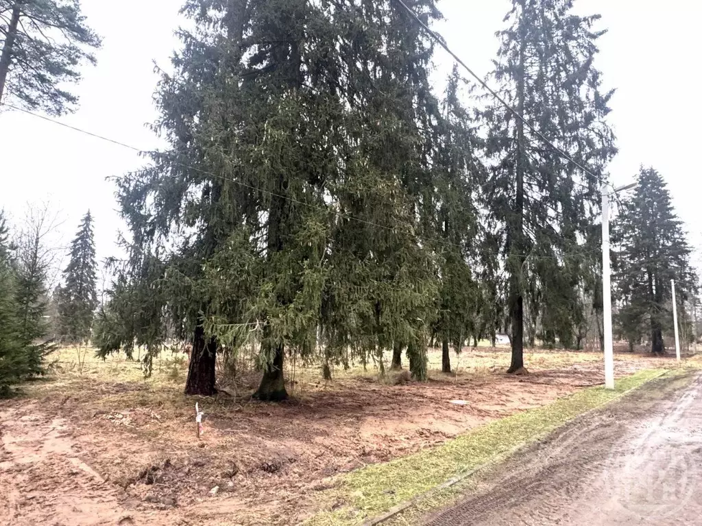 Участок в Ленинградская область, Гатчинский муниципальный округ, ... - Фото 1