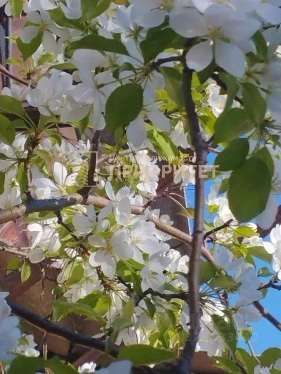 Дом в Саха (Якутия), Якутск ул. Старый Покровский Тракт, 65/4 (102 м) - Фото 2