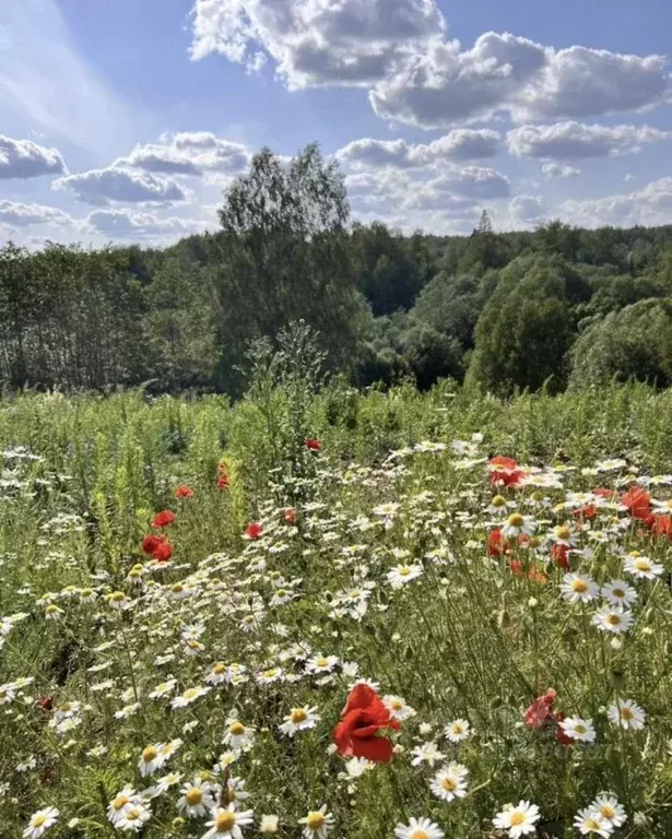 Участок в Московская область, Истра муниципальный округ, д. Кашино ул. ... - Фото 1