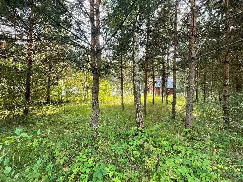 Участок в Московская область, Богородский городской округ, Семья СНТ  ... - Фото 1