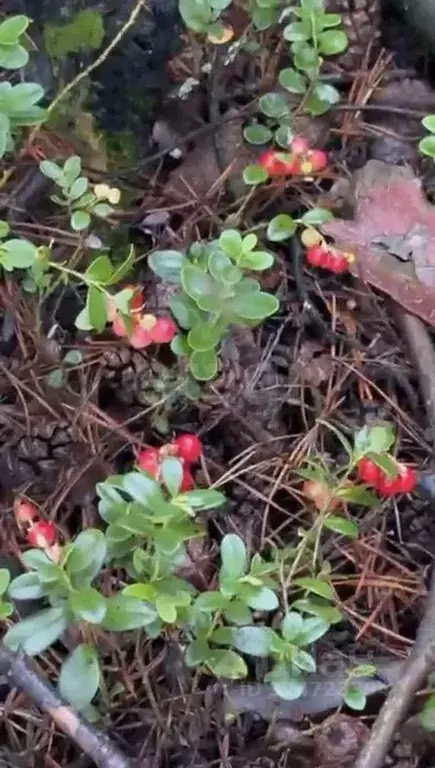 Участок в Тюменская область, Нижнетавдинский муниципальный округ, ... - Фото 1