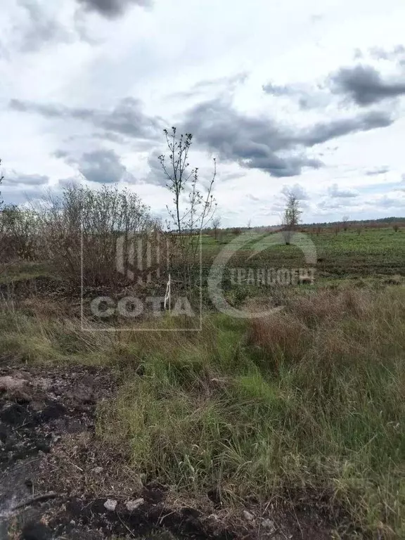 Участок в Воронежская область, Новоусманский район, Усманское 1-е ... - Фото 0