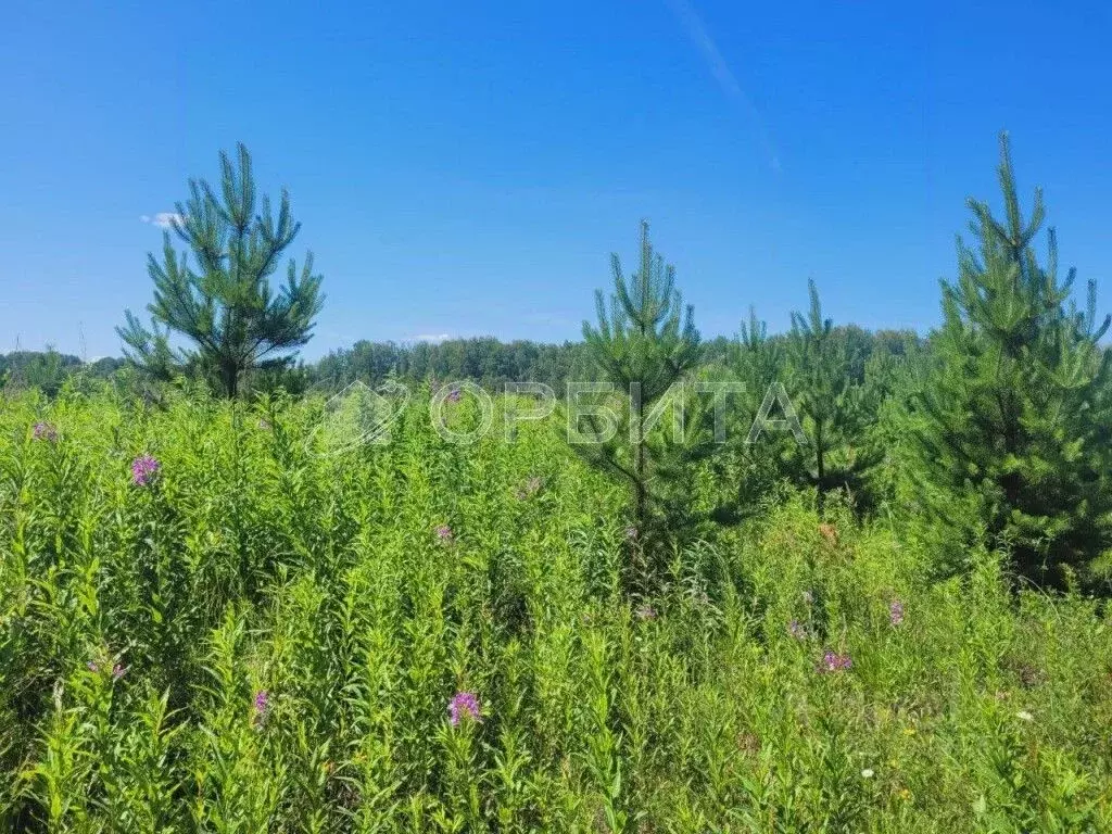 Участок в Тюменская область, Тюменский район, с. Кулига, Кулига-2 мкр  ... - Фото 1