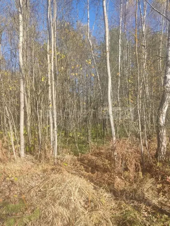 Участок в Калужская область, Калуга городской округ, пос. Мирный ул. ... - Фото 0