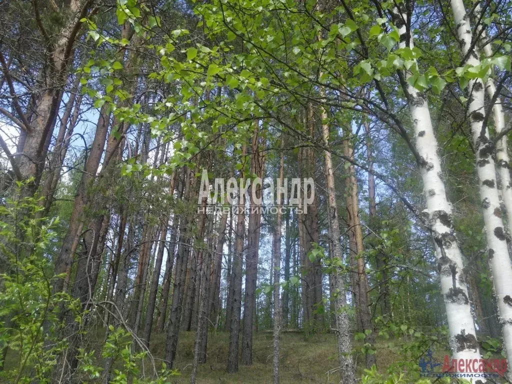 Участок в Карелия, Лахденпохский муниципальный округ, пос. Райвио  ... - Фото 2