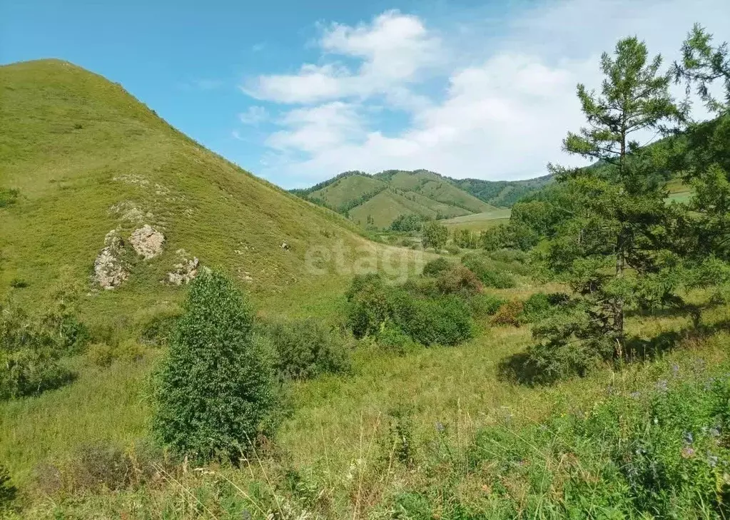 Участок в Алтай, Шебалинский район, с. Мыюта  (310.0 сот.) - Фото 0