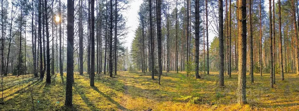 Участок в Тверская область, Ржев  (5.7 сот.) - Фото 0