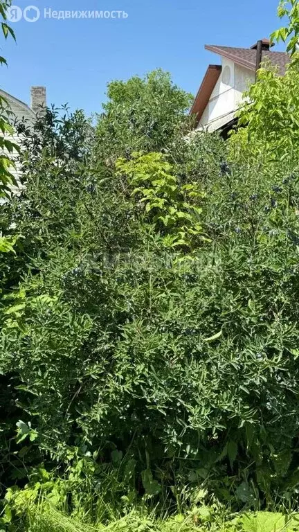 Дом в Новосибирск, Пихтовая улица (28.4 м) - Фото 1