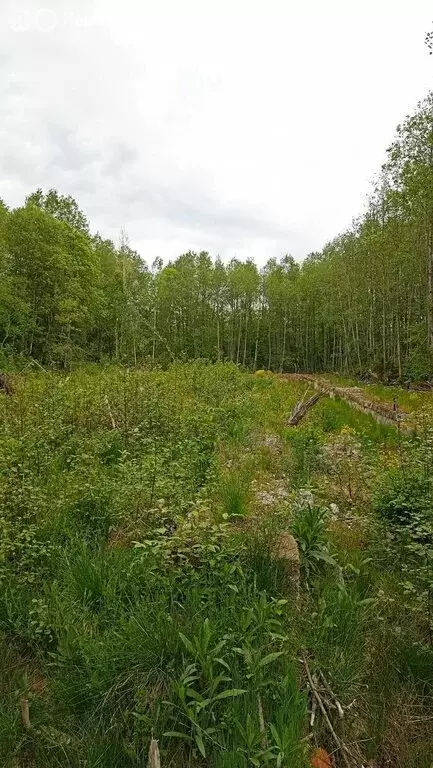 Участок в Выборгский район, Рощинское городское поселение, посёлок ... - Фото 2