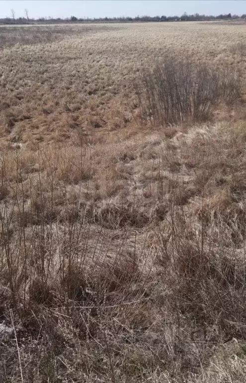 Участок в Амурская область, Благовещенский район, пос. Заречный  ... - Фото 2