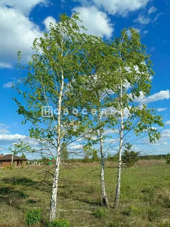 Участок в Рязанская область, Рязанский район, Дубровическое с/пос, с. ... - Фото 2