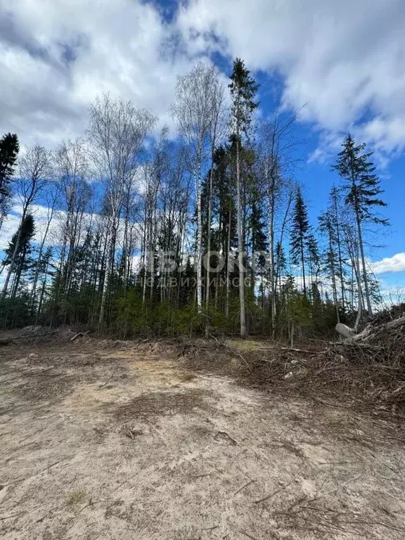 Участок в Пермский край, Березники ул. Вербная (8.0 сот.) - Фото 2