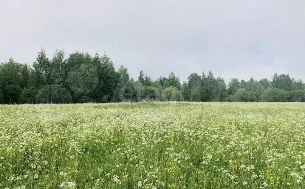 Участок 25 сот. (ИЖС) - Фото 0