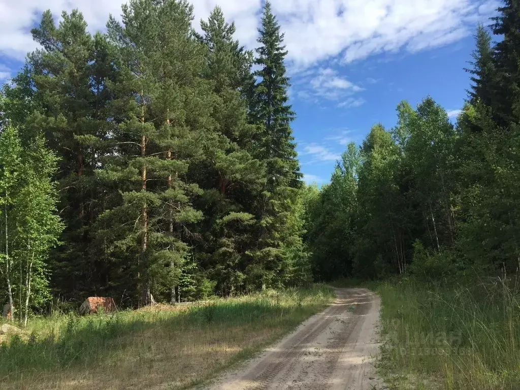 Участок в Тюменская область, с. Нижняя Тавда тракт Велижанский (100.0 ... - Фото 0