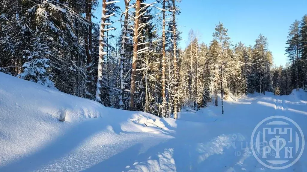 Участок в Ленинградская область, Всеволожский район, Куйвозовское ... - Фото 2