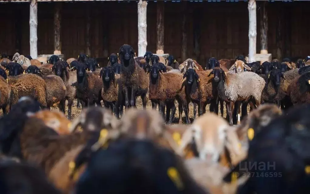 Дом в Нижегородская область, Бор  (100 м) - Фото 1