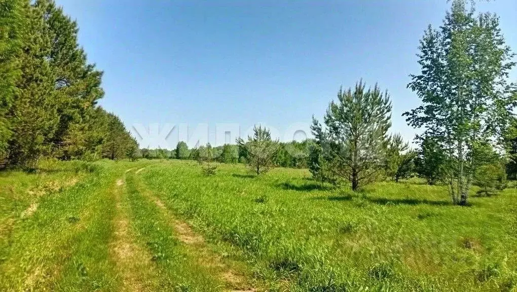 Участок в Новосибирская область, Новосибирский район, Кубовинский ... - Фото 2