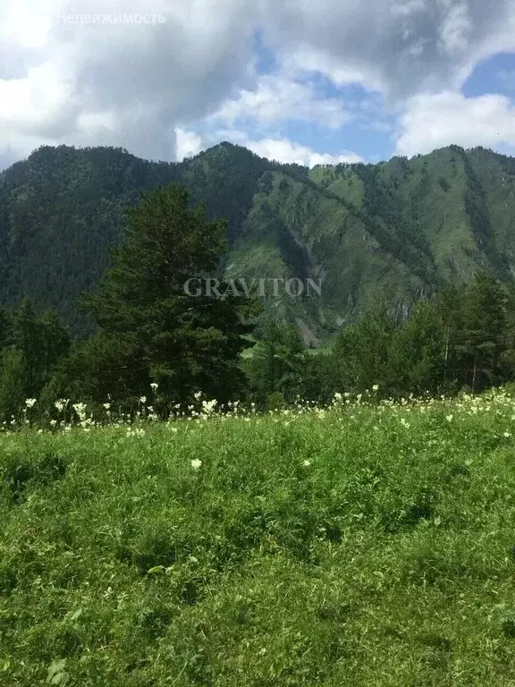 Участок в Чемальский район, село Чемал (40 м) - Фото 2