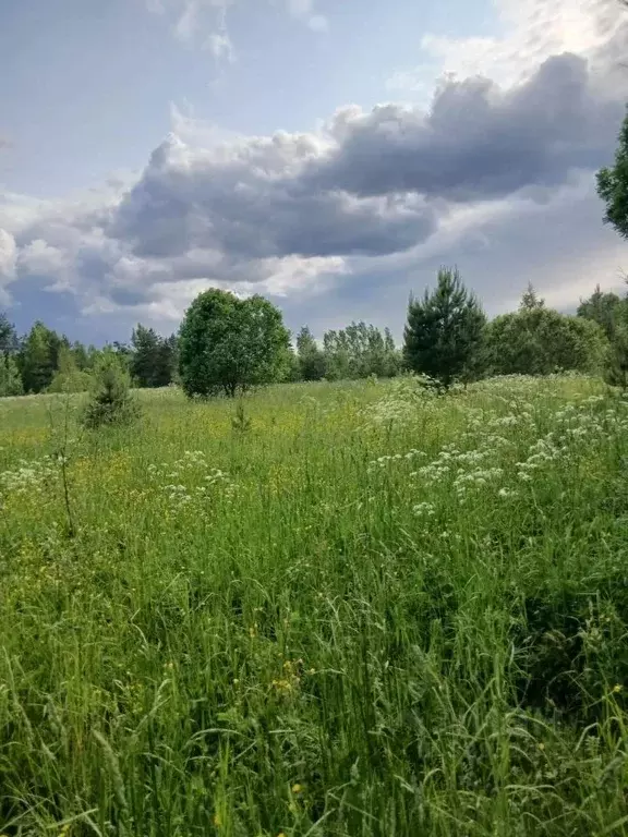 Участок в Ленинградская область, Лужский район, Толмачевское городское ... - Фото 1