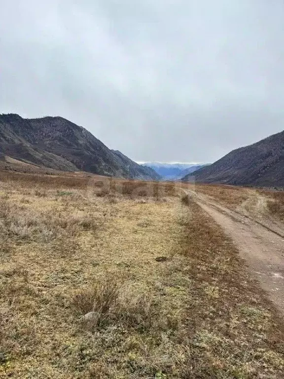 Участок в Алтай, Чемальский район, с. Куюс Центральная ул. (920.0 ... - Фото 1