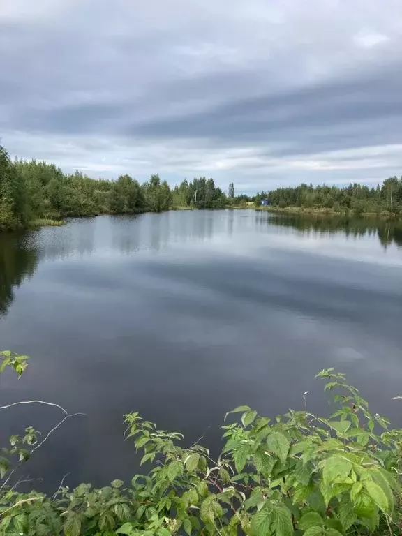 Участок в Ленинградская область, Всеволожский район, Рахьинское ... - Фото 1