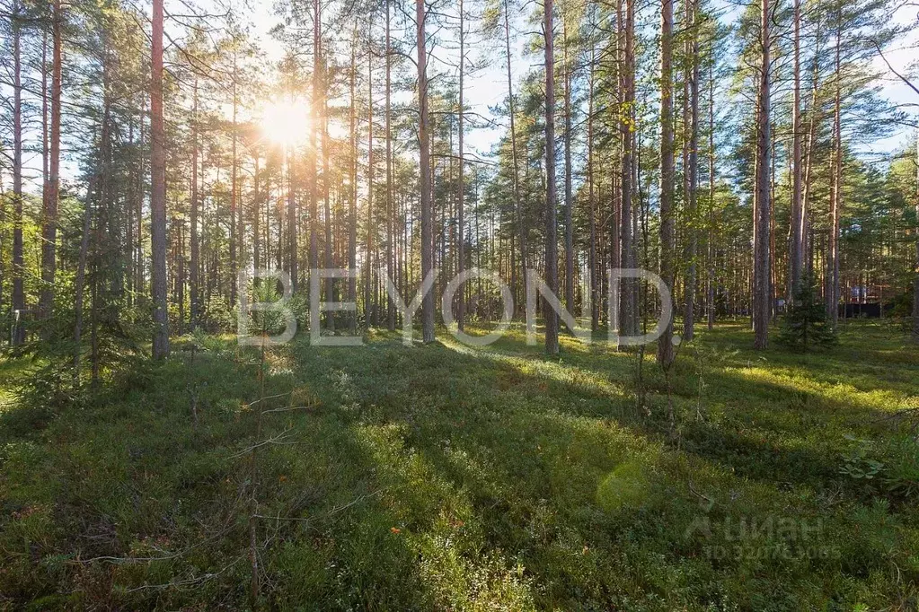 Участок в Санкт-Петербург пос. Комарово, просп. Лесной (140.0 сот.) - Фото 1