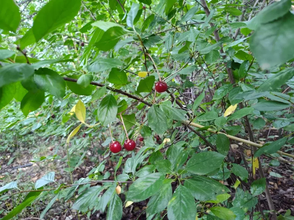 Дом в Астраханская область, Приволжский район, Снабженец садовое ... - Фото 1