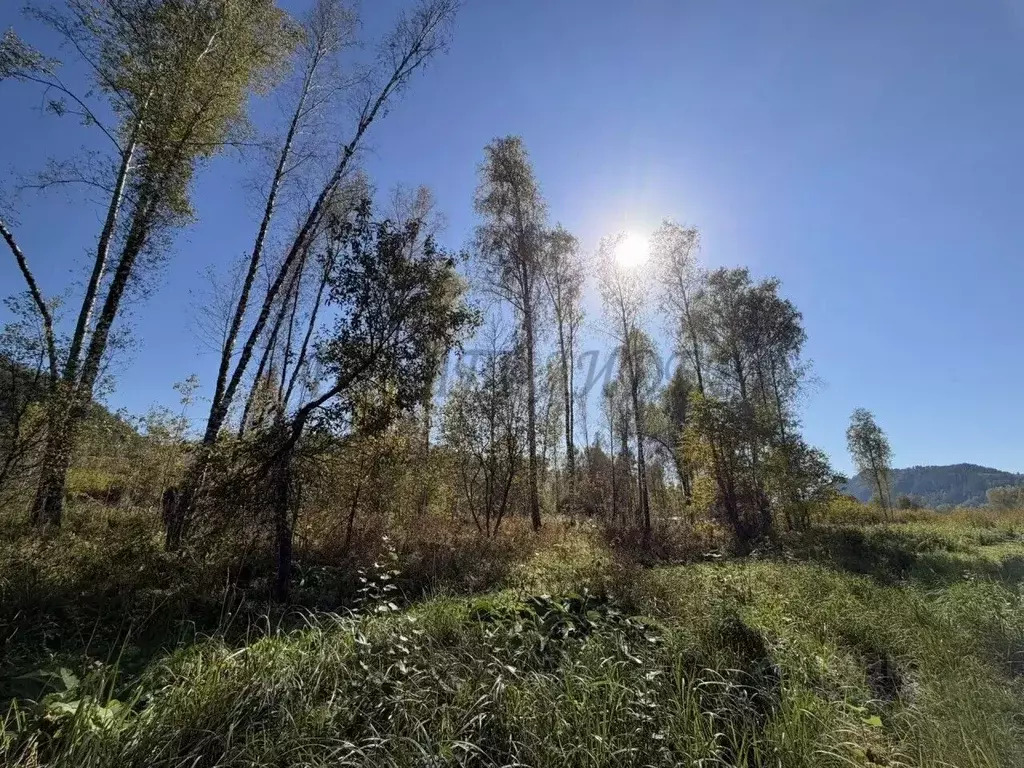 Участок в Алтай, Майминский район, Соузгинское с/пос, пос. Черемшанка ... - Фото 2
