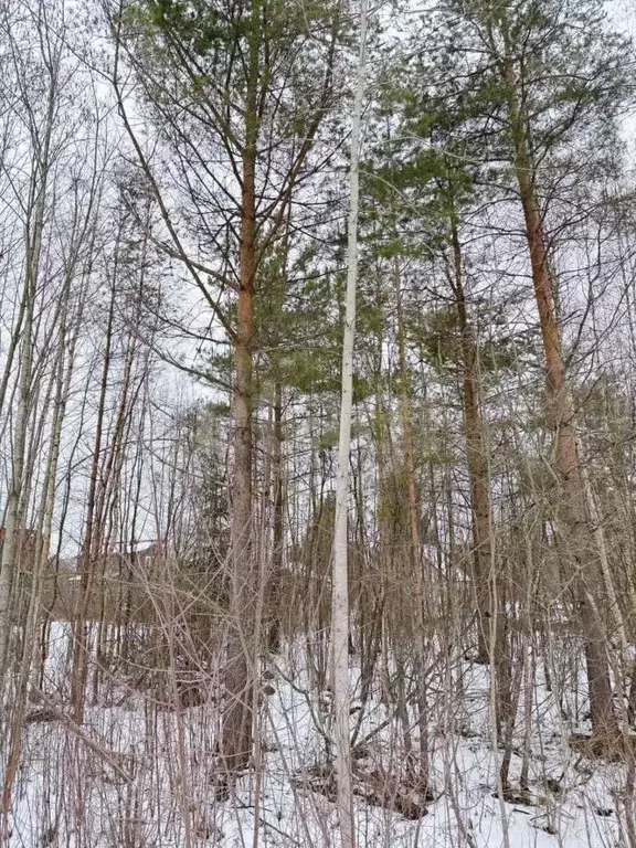 Участок в Ленинградская область, Всеволожский район, Сертоловское ... - Фото 0