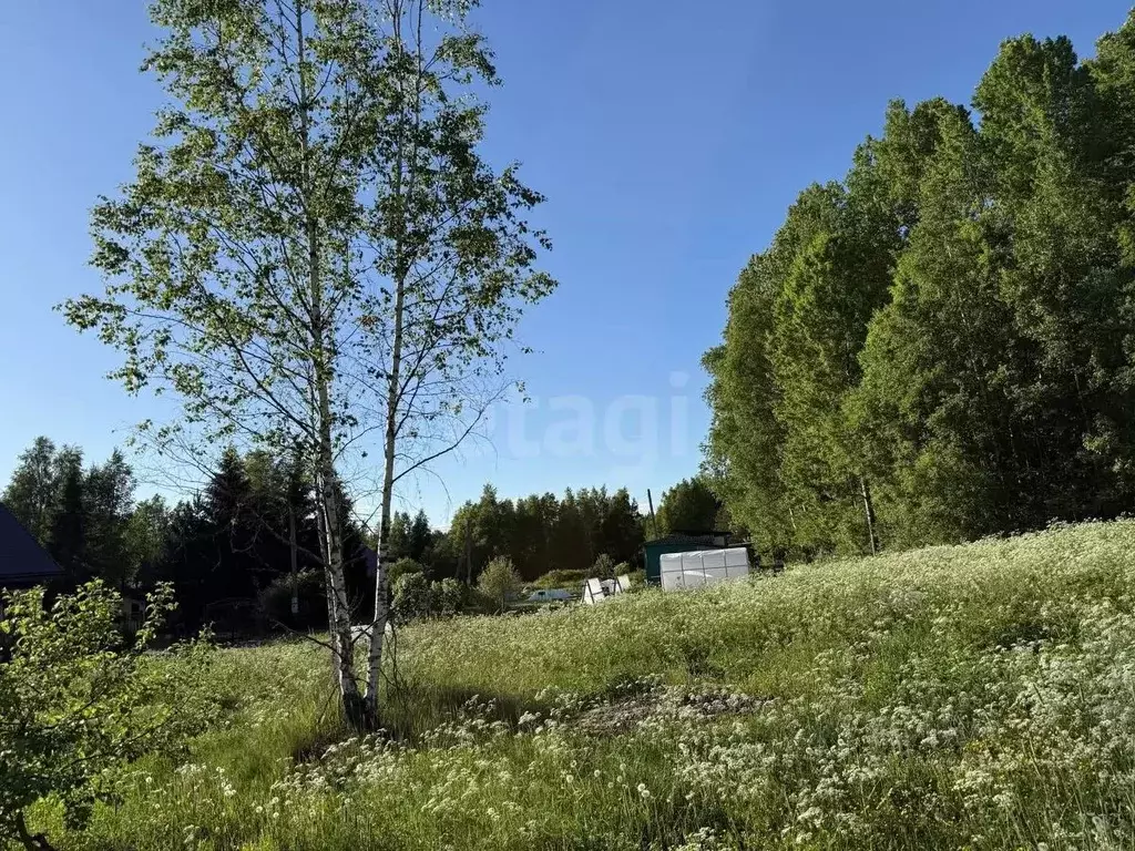 Участок в Ленинградская область, Выборгский район, Каменногорское ... - Фото 1