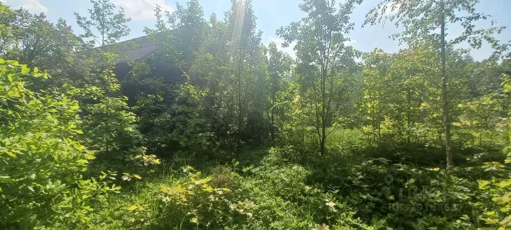 Участок в Санкт-Петербург пос. Парголово, ул. Шишкина, 207 (18.0 сот.) - Фото 2