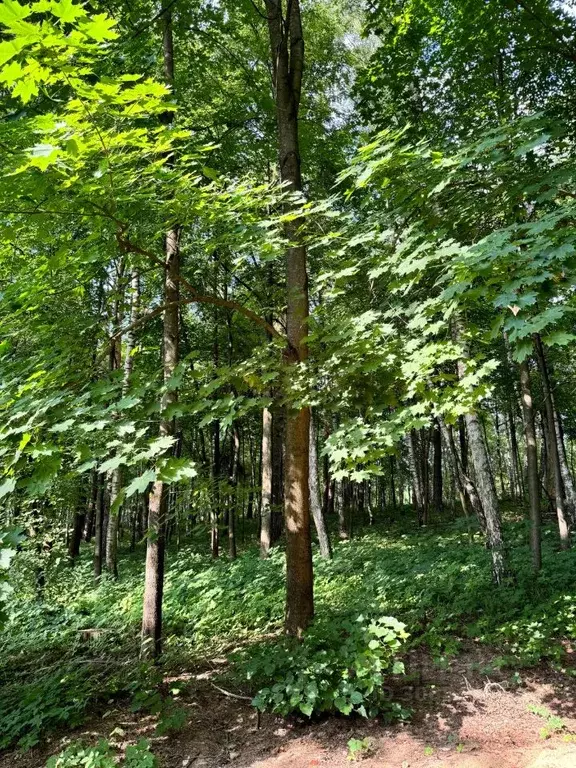 Участок в Московская область, Одинцовский городской округ, с. ... - Фото 1