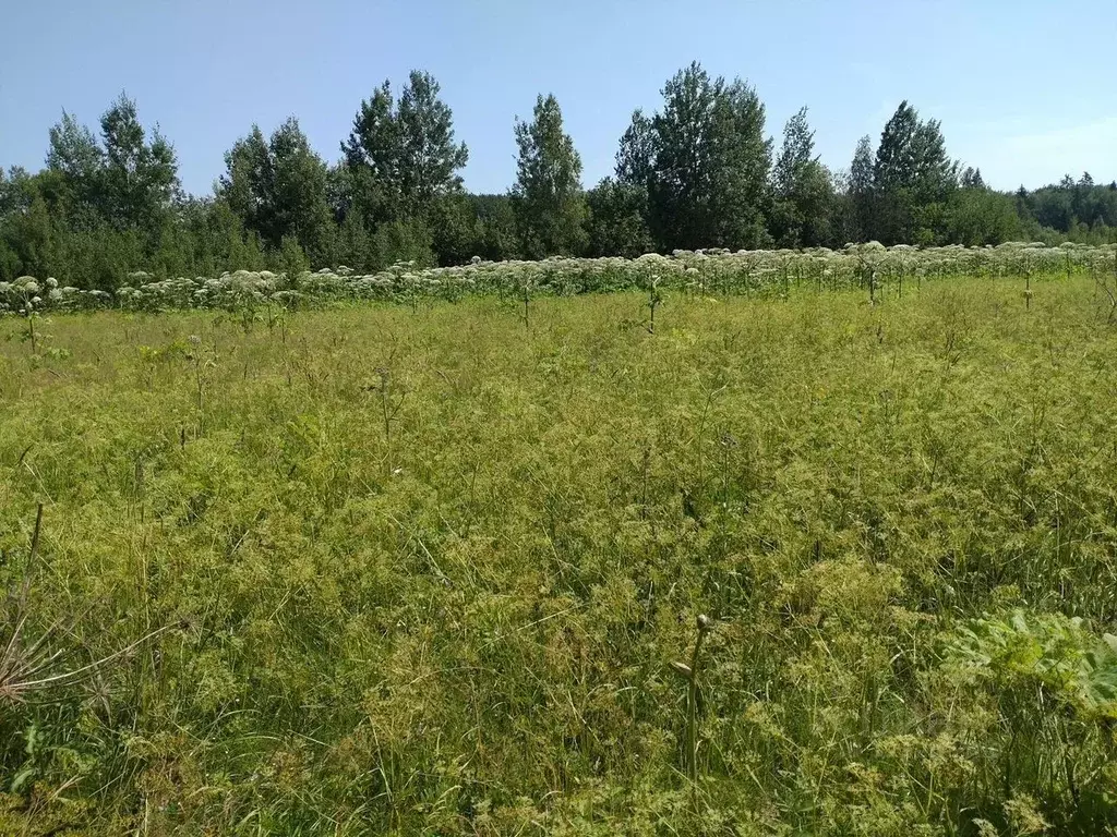 Участок в Ленинградская область, Тосненский район, Федоровское ... - Фото 2
