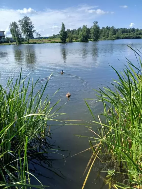 Участок в Московская область, Пушкинский городской округ, д. ... - Фото 0