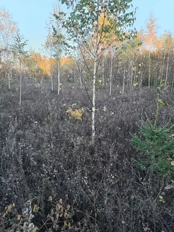 Участок в Новгородская область, Новгородский район, Ракомское с/пос, ... - Фото 2