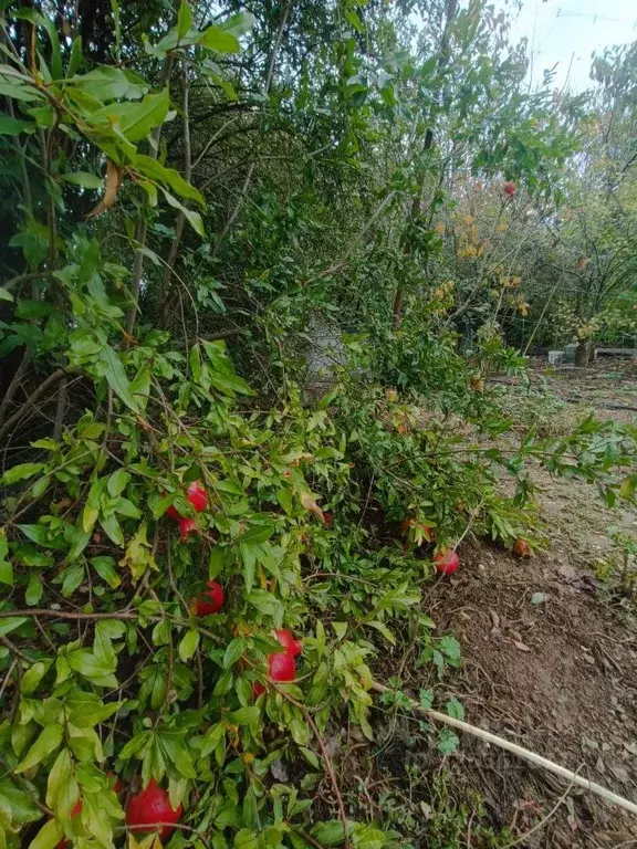 Участок в Севастополь СНТ Эдельвейс ТСН, ул. Эдельвейсовая, 28А (8.7 ... - Фото 2