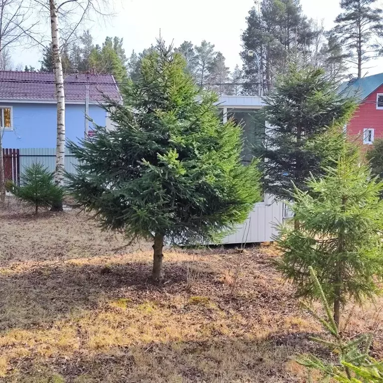 Участок в Ленинградская область, Ломоносовский район, Лебяженское ... - Фото 2